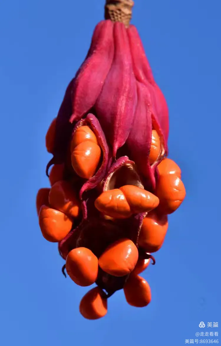 天女花果实松毛翠植株松毛翠花山飞蓬植株山飞蓬群落山飞蓬花序牛皮